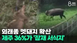 Invasive wild boars spreading.. 36% of Jeju is a 'potential habitat'/JIBS/Jeju/10.19.2026