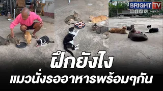 So smart! Guy trains 4 cats to sit and wait for mealtime together