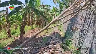 BEWARE OF FALLING BRANCHES AND TREES AHEAD OF RAINY SEASON