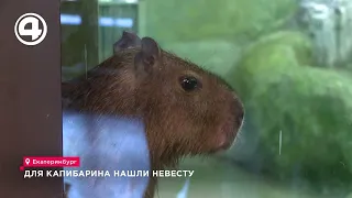 A bride has been found for a capybara at the Yekaterinburg Zoo.