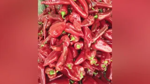 CE VOR PLANTELE CHRISTINA GHIBU  P2 02.03.2026