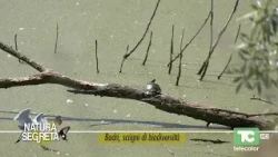 Natura segreta: bodri, scrigni di biodiversità