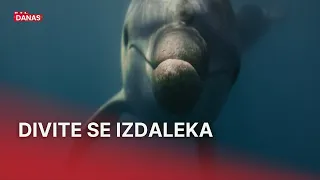 Čini se da je Oliver izgubio živce, stručnjaci: 'Uznemiravanje dupina je kažnjivo'