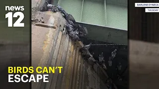 Dead birds found under overpass as volunteers race to save surviving pigeons