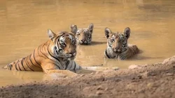 Tigres e tartarugas: histórias de sucesso que mostram esperança para a vida selvagem