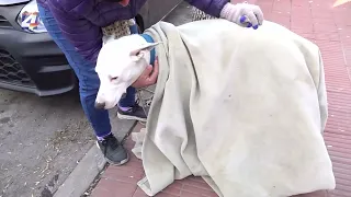 Amigos de los Animales cumplió una nueva jornada de castración