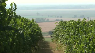 Zbog suše, vina će biti manje, no kvaliteta nije nimalo upitna