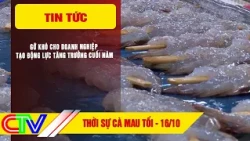 CA MAU NEWS EVENING 10/16/2026 | RESOLVING DIFFICULTIES FOR BUSINESSES TO DRIVE YEAR-END GROWTH