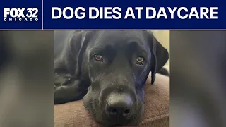 Chicago-area family seeks answers after dog dies in pet daycare's care