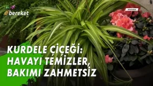 Kurdele Çiçeği: Havayı Temizler, Bakımı Zahmetsiz - Kurdele Çiçeği Bakımı Nasıl Yapılır?