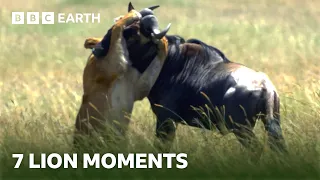 7 Unbelievable Lion Moments | BBC Earth