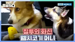 Manja Is Crying for Your Attention? [Dogs Are Incredible:Ep.12-2] | KBS WORLD TV 260203