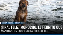Happy ending! Morocho, the little dog that kept all of Chile in suspense