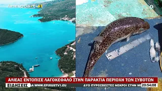 ΑΛΙΕΑΣ ΕΝΤΟΠΙΣΕ ΛΑΓΟΚΕΦΑΛΟ ΣΤΗΝ ΠΑΡΑΚΤΙΑ ΠΕΡΙΟΧΗ ΤΩΝ ΣΥΒΟΤΩΝ