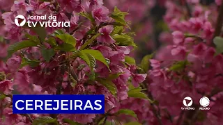Cherry blossom bloom transforms mountain region