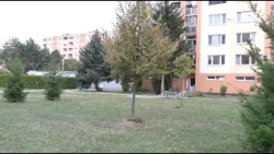 Vysadia nové stromy