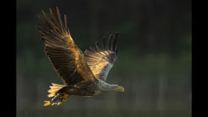 Gyarapodik a rétisas állomány Somogyban