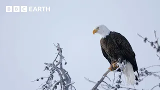 Stunning Wildlife Encounters | BBC Earth