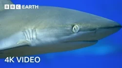Asia's Natural Wonders | 4K UHD | BBC Earth
