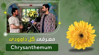 معرفی گل داوودی در یک گلفروشی پروان ٢، کابل