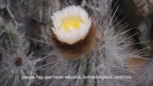 BÚSQUEDA EN EL DESIERTO FLORIDO