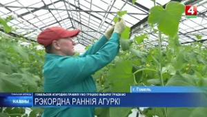 Уже третью выборку урожая огурцов провели в Гомельском районе