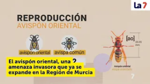 El avispón oriental, una amenaza invasora que ya se expande en la Región de Murcia | La 7