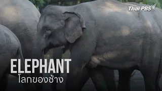 ELEPHANT โลกของช้าง | Thai PBS Documentary