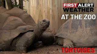 First Alert Weather At the Zoo: Tortoises