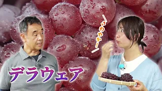 JA Kyoto Yamashiro's "Delaware" grapes, grown by Yukiaki Shizukawa (Kizugawa City) | KBS Kyoto TV...