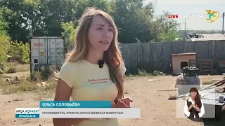 New Rules for Stray Animals