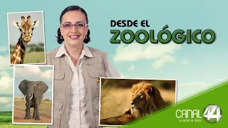 From the Zoo | The three little helmets