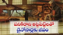 పనికిరాని అట్టపెట్టెలతో డైనోసార్లు | కళాకారుడి వినూత్న ప్రయోగం