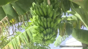 Innovador proyecto productivo garantiza la alimentación de su masa animal en la Unidad "La Gloriosa"