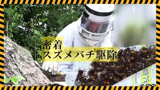 緊迫！スズメバチ駆除に密着　住宅街で見つかった50センチの巣　山の環境変化で「生息域が人里に」専門家が指摘 （2026年9月15日放送）