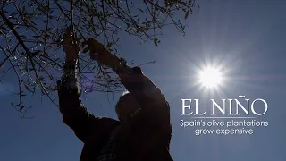 Inside El Nino – Spain's olive plantations grow expensive