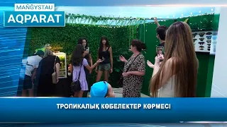 Тропикалық көбелектер көрмесі