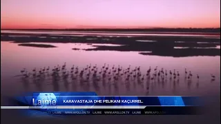 KARAVASTAJA DHE PELIKANI KAÇURREL