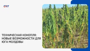 ТЕХНИЧЕСКАЯ КОНОПЛЯ: НОВЫЕ ВОЗМОЖНОСТИ ДЛЯ ЮГА МОЛДОВЫ