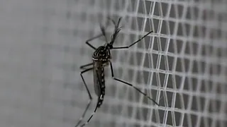 Asian tiger mosquitoes are invading Chicagoland — here’s how to protect yourself