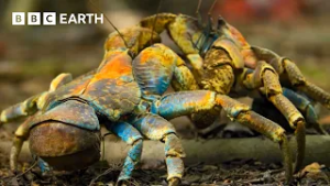 Incredible Moments from Nature - Narrated by David Attenborough | BBC Earth