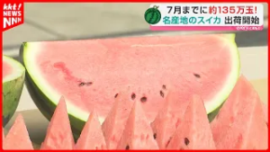 重さ5～6キロのスイカ2500玉！スイカの名産地で出荷始まる