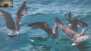 Autorská výstava Ľ Navrátila - ČAJKA