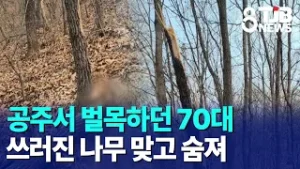 공주서 벌목하던 70대 쓰러진 나무 맞고 숨져｜ TJB 대전·세종·충남뉴스