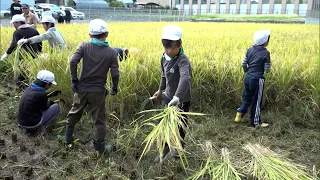 Learning with the Community: Kusatsu City Elementary Students Try Rice Harvesting