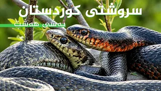 سروشتی کوردستان - ئەڵقەی (8)