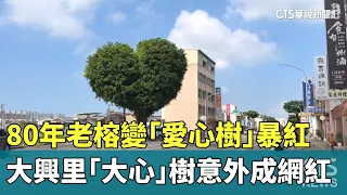 80-Year-Old Banyan Becomes Viral "Heart-Shaped Tree"; Daxing Borough's "Big Heart" Tree Unexpecte...