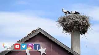 STORK CHICKS PREPARE FOR THEIR LONG MIGRATION JOURNEY