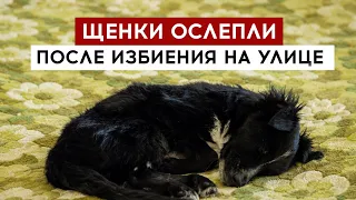 Puppies go blind after being beaten on the street