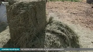 Az aszály miatt veszélybe kerülhet az állattartás - 2026.07.30.